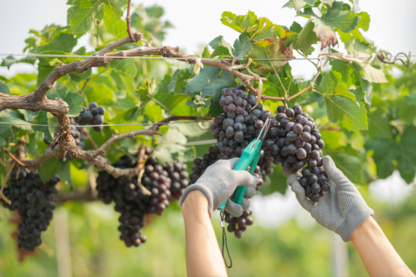Vendanges : pourquoi sécuriser juridiquement votre campagne avant le début de la récolte ?